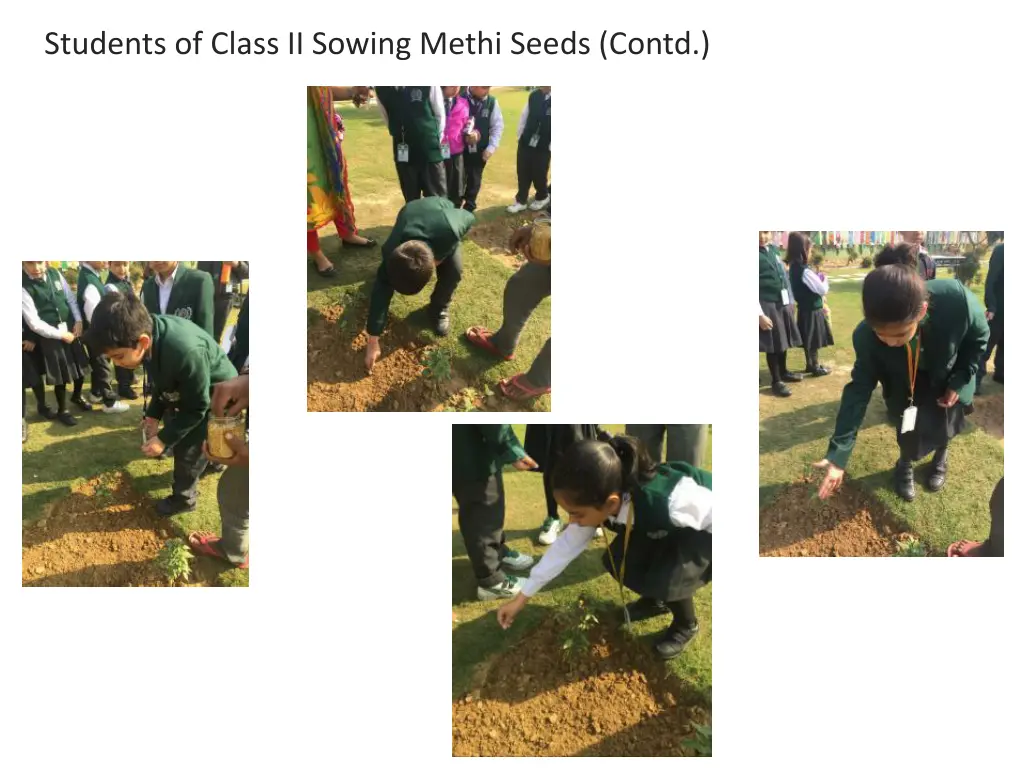 students of class ii sowing methi seeds contd