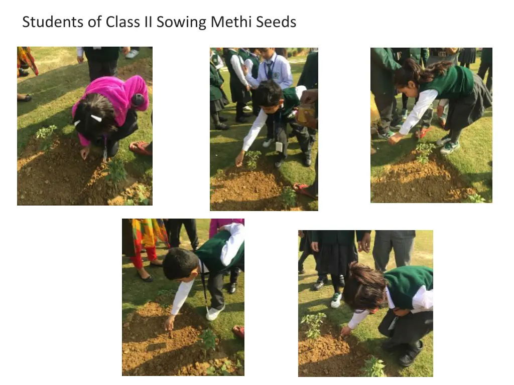 students of class ii sowing methi seeds