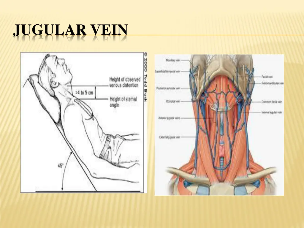 jugular vein