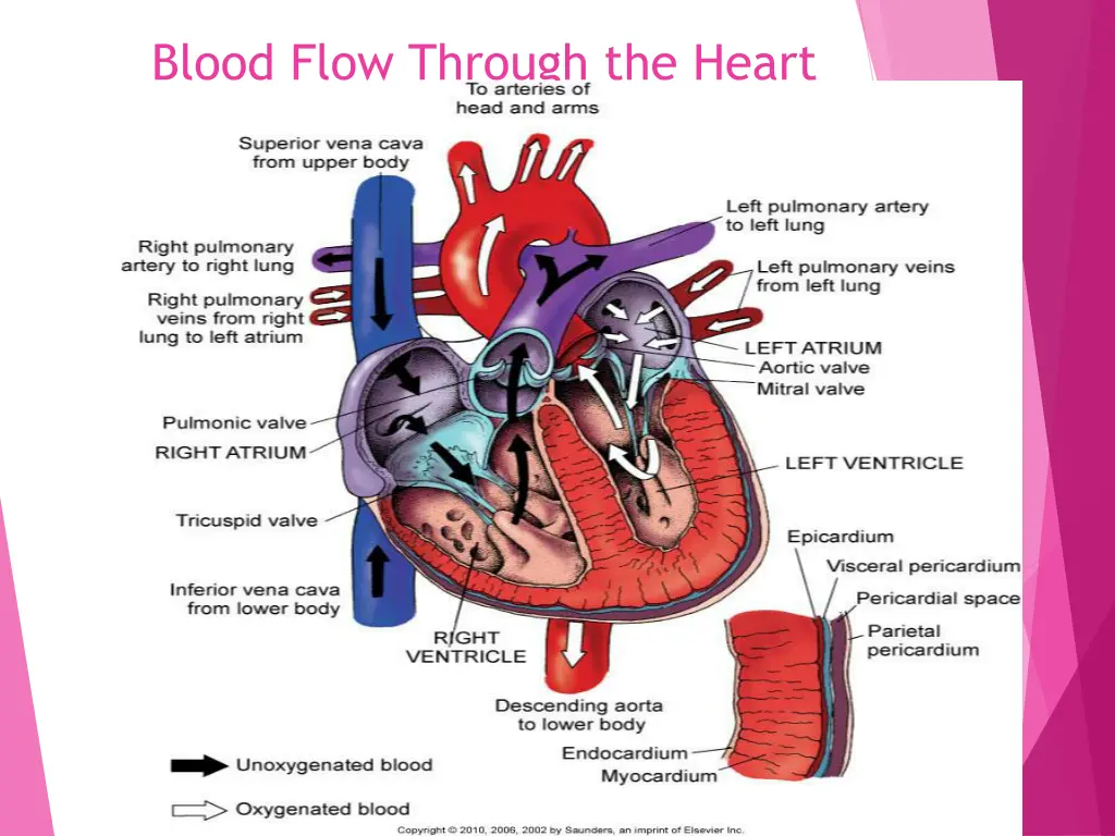 blood flow through the heart