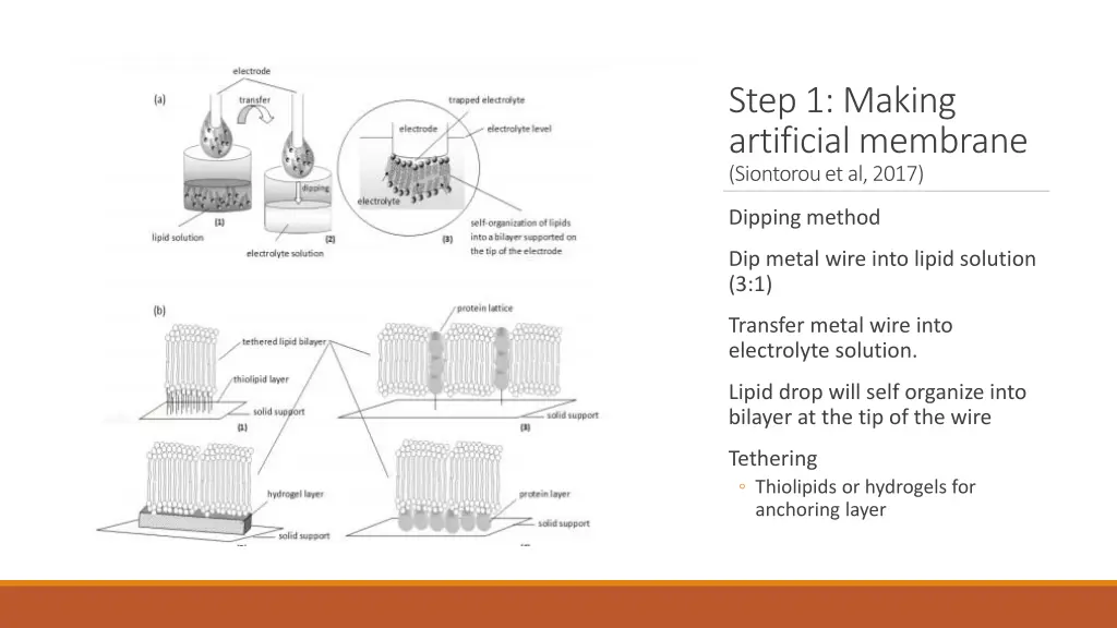 step 1 making artificial membrane siontorouet