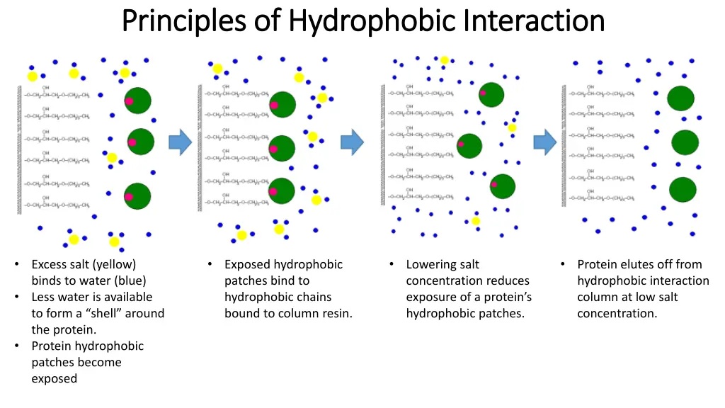 principles of hydrophobic interaction principles