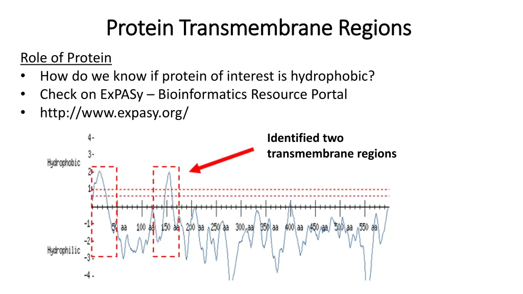 protein transmembrane regions protein