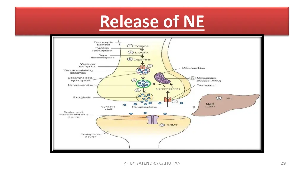 release of ne