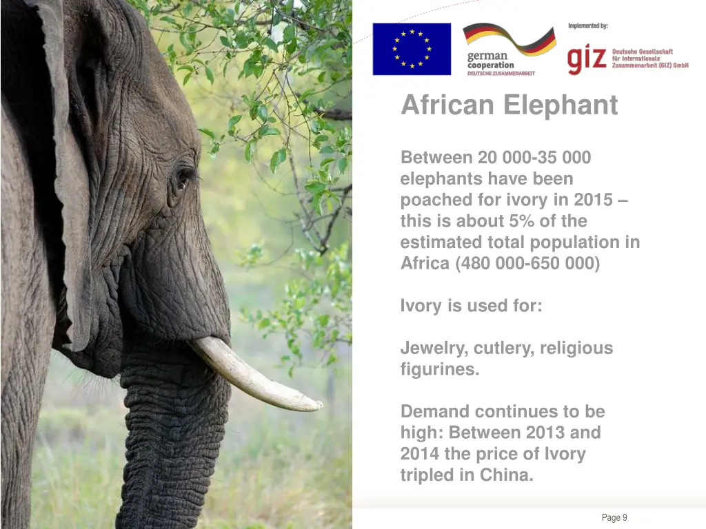 african elephant