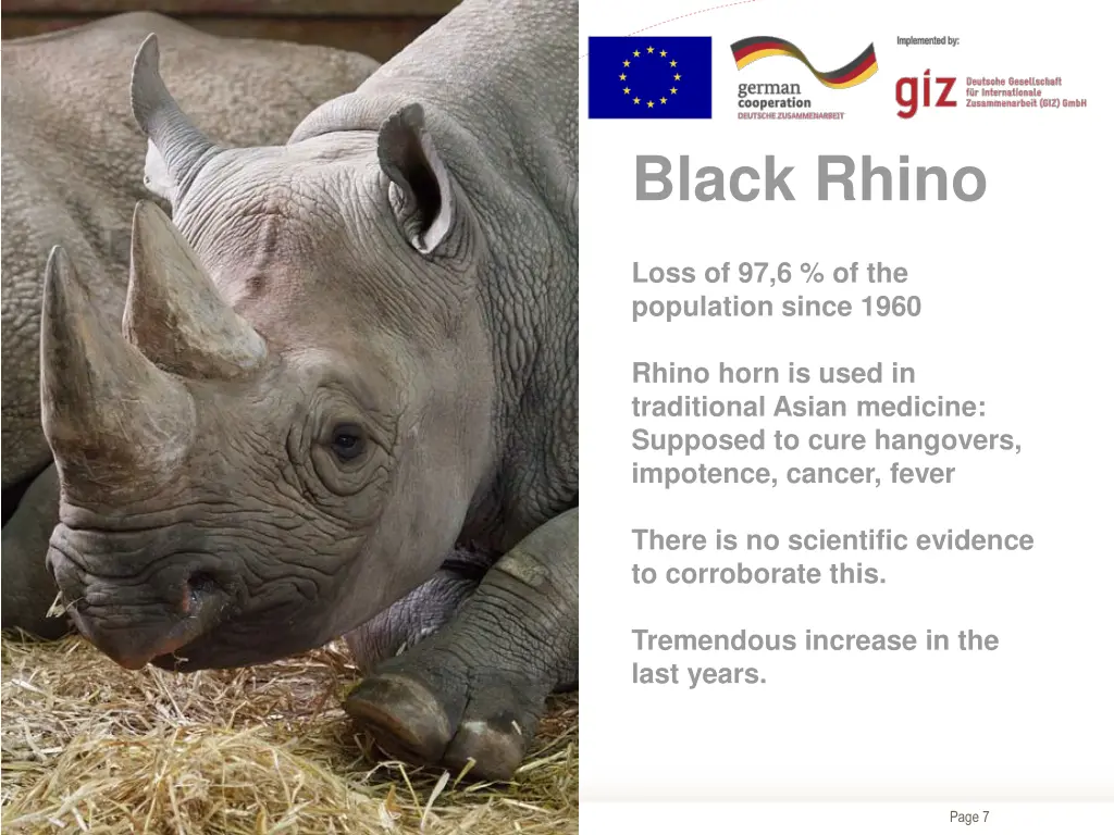 black rhino