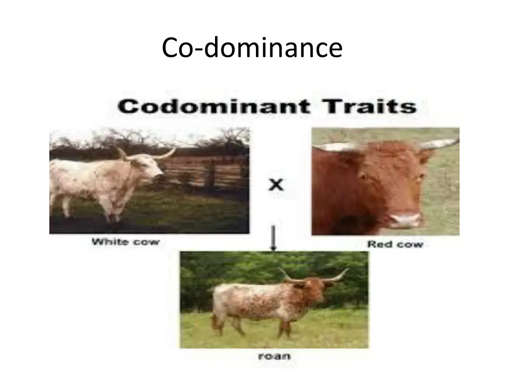 co dominance 1