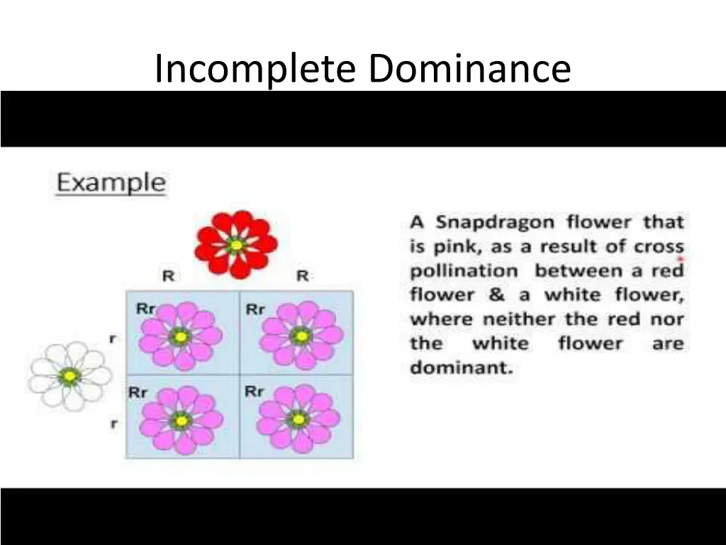 incomplete dominance 1