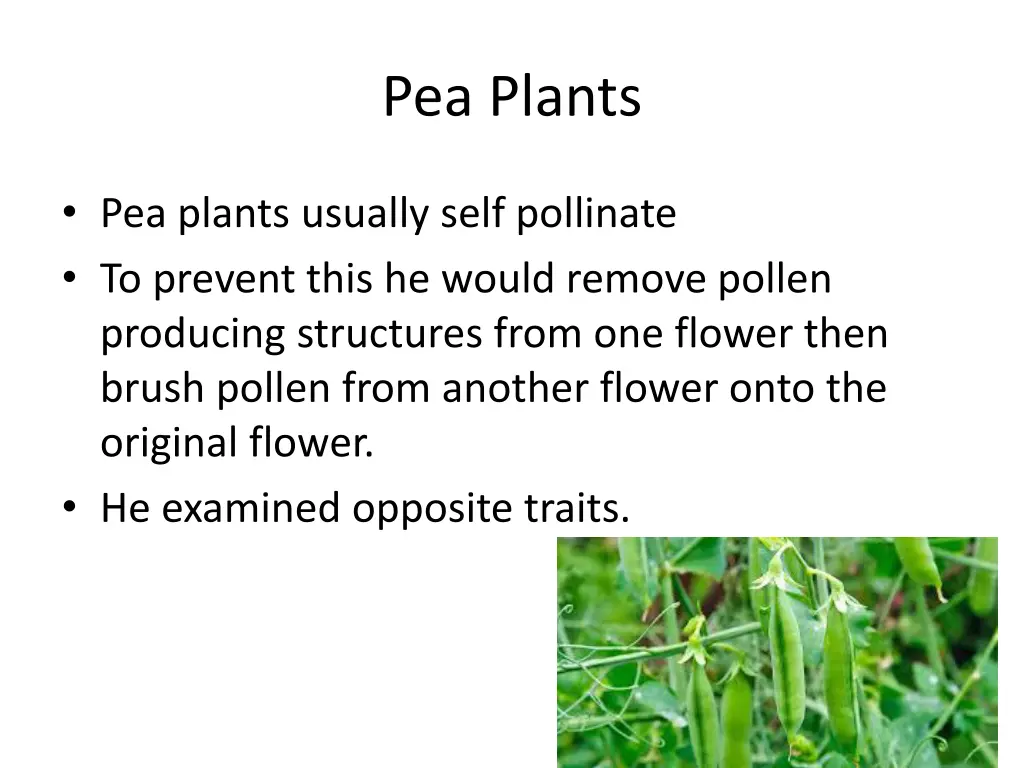 pea plants