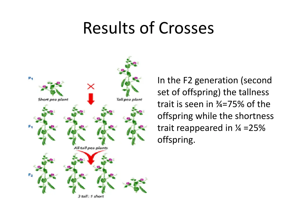 results of crosses 1