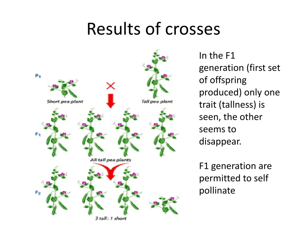 results of crosses