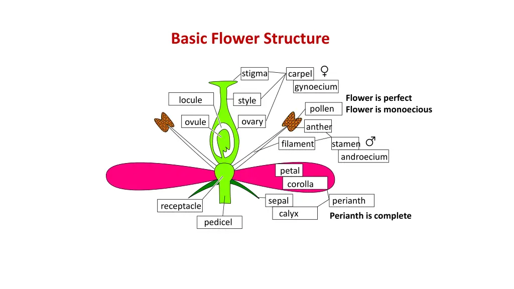 basic flower structure