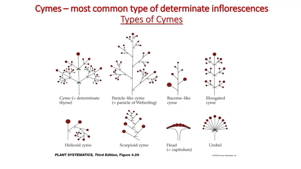 cymes cymes most common type of determinate