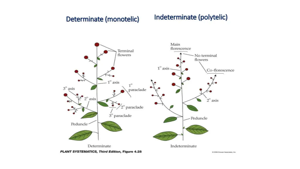 indeterminate indeterminate polytelic