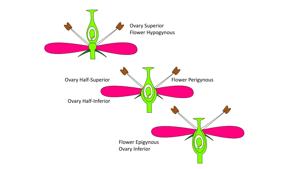 ovary superior flower hypogynous