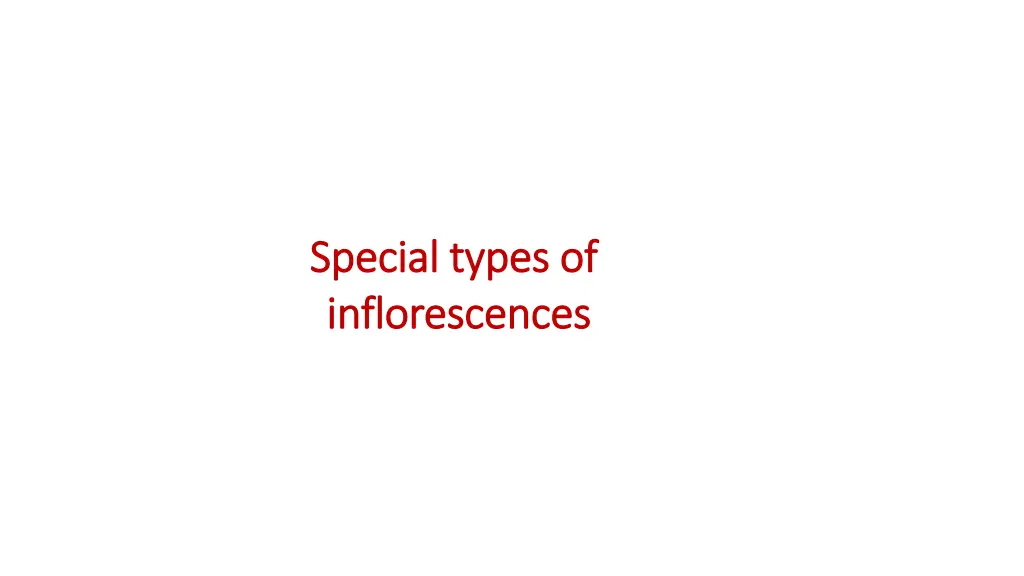 special types of special types of inflorescences