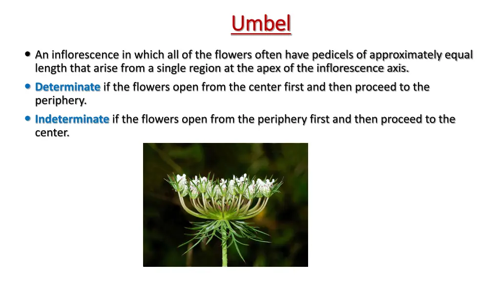 umbel umbel