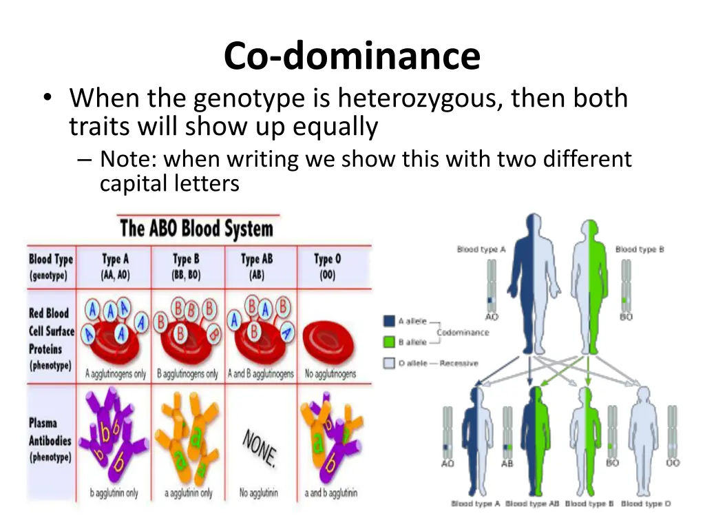 co dominance