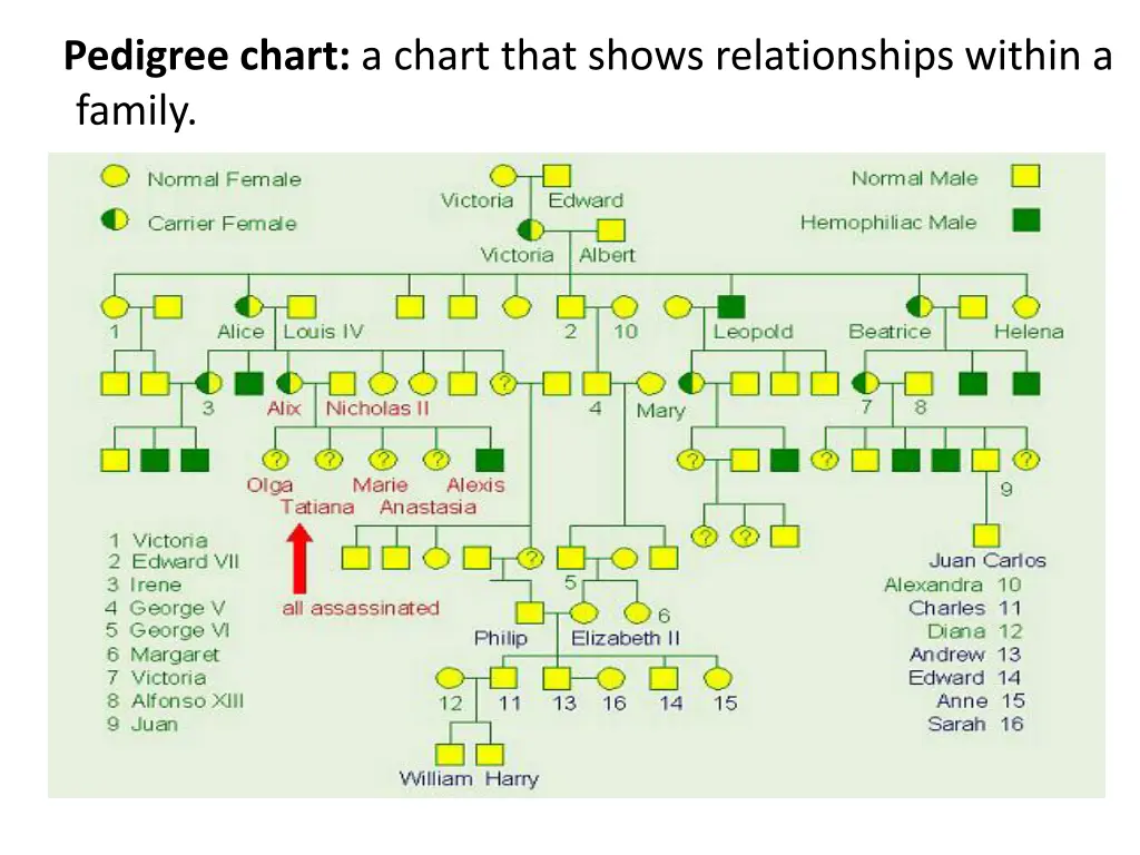 pedigree chart a chart that shows relationships