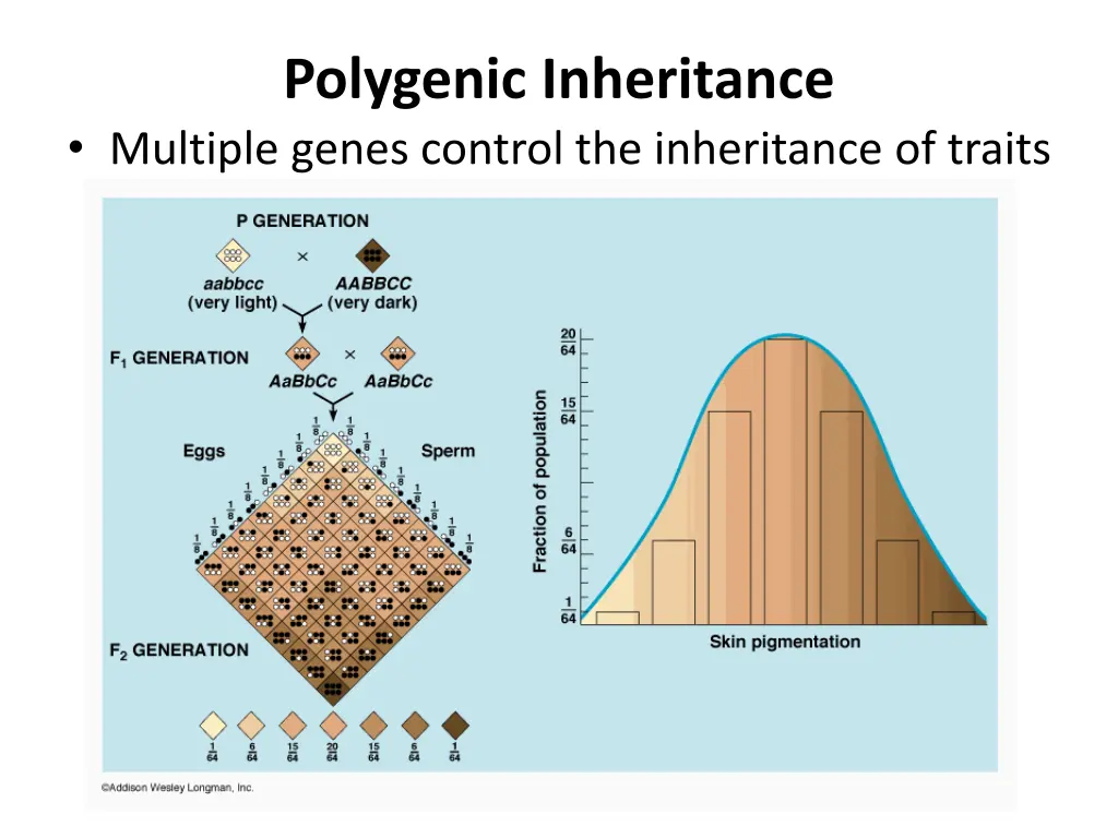 polygenic inheritance multiple genes control