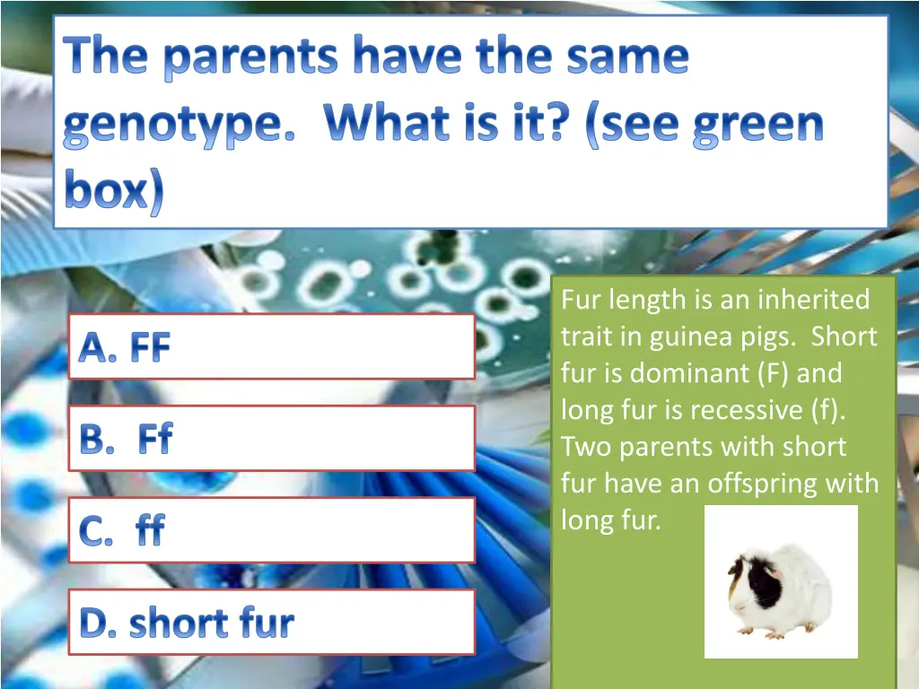 the parents have the same genotype what