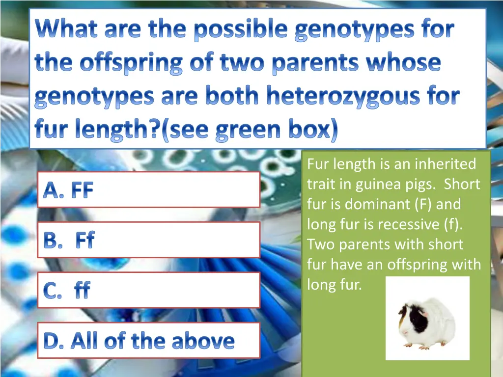 what are the possible genotypes for the offspring