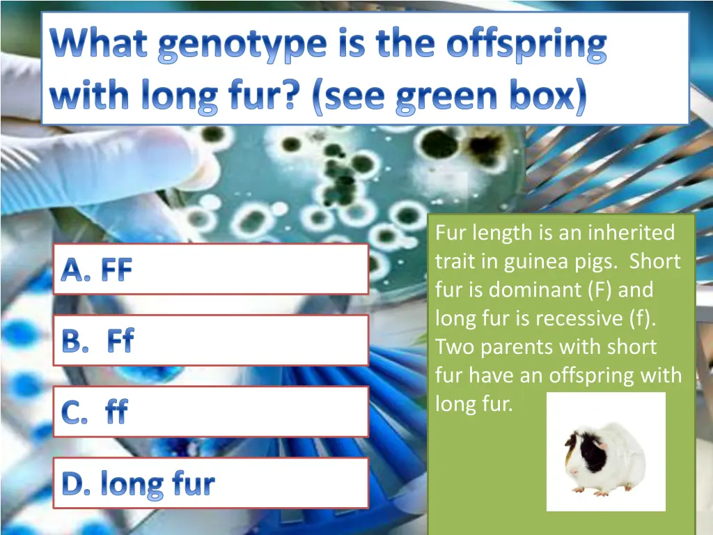 what genotype is the offspring with long