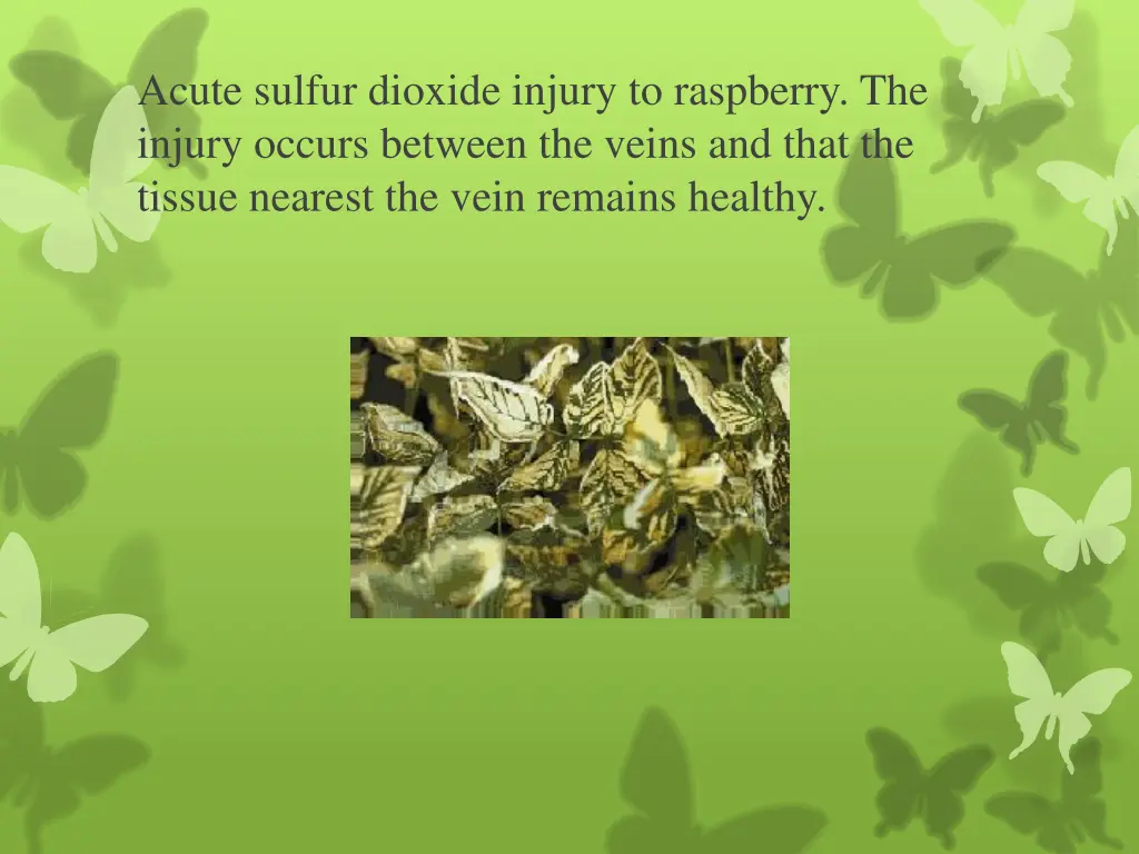 acute sulfur dioxide injury to raspberry