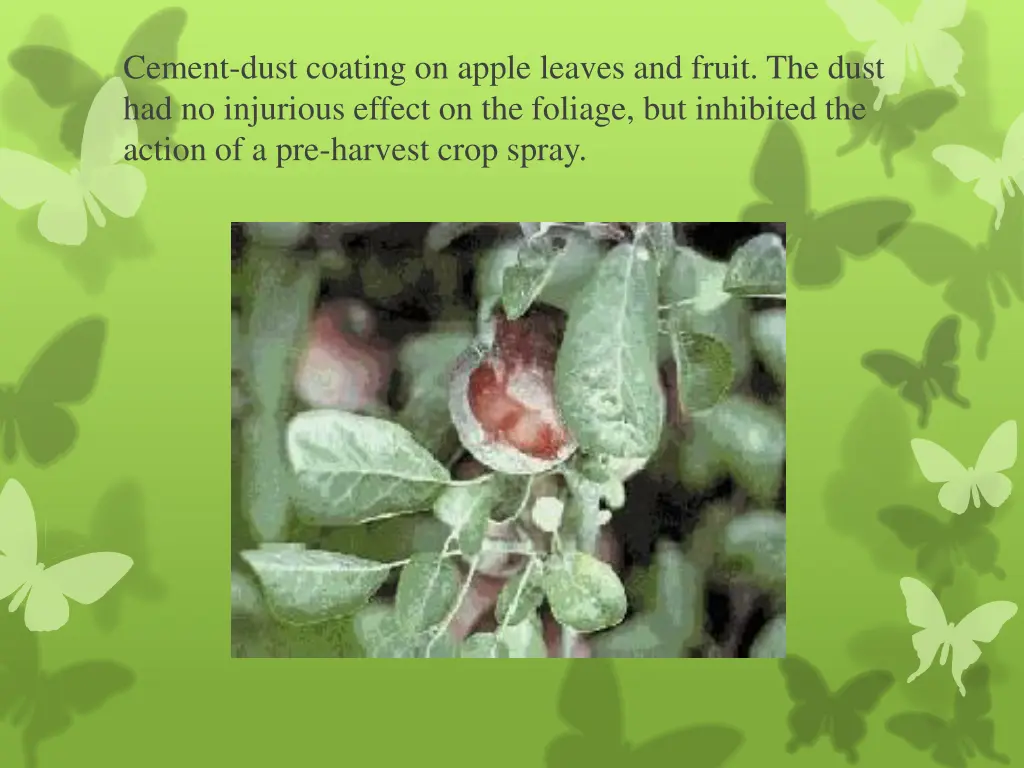 cement dust coating on apple leaves and fruit