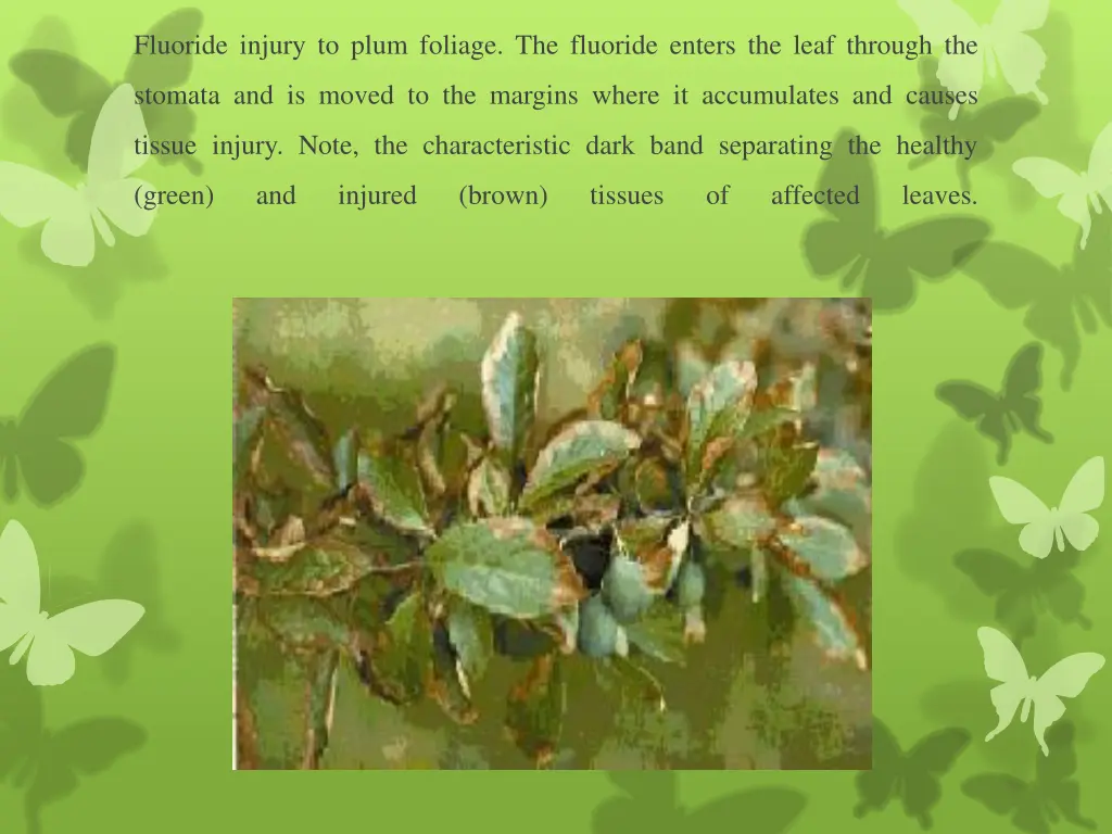 fluoride injury to plum foliage the fluoride