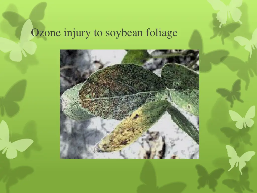 ozone injury to soybean foliage