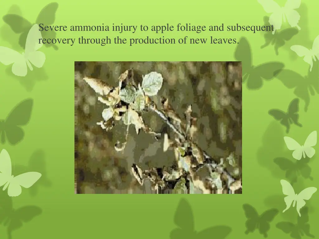 severe ammonia injury to apple foliage