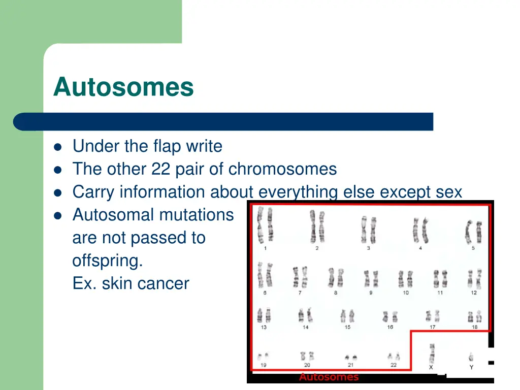 autosomes