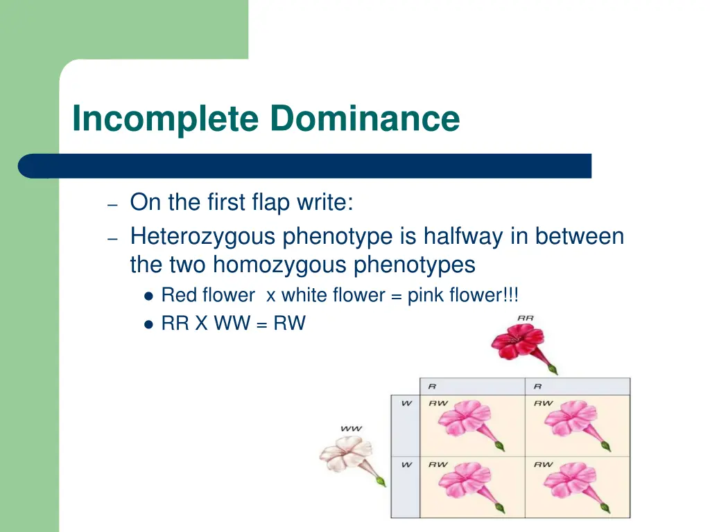 incomplete dominance