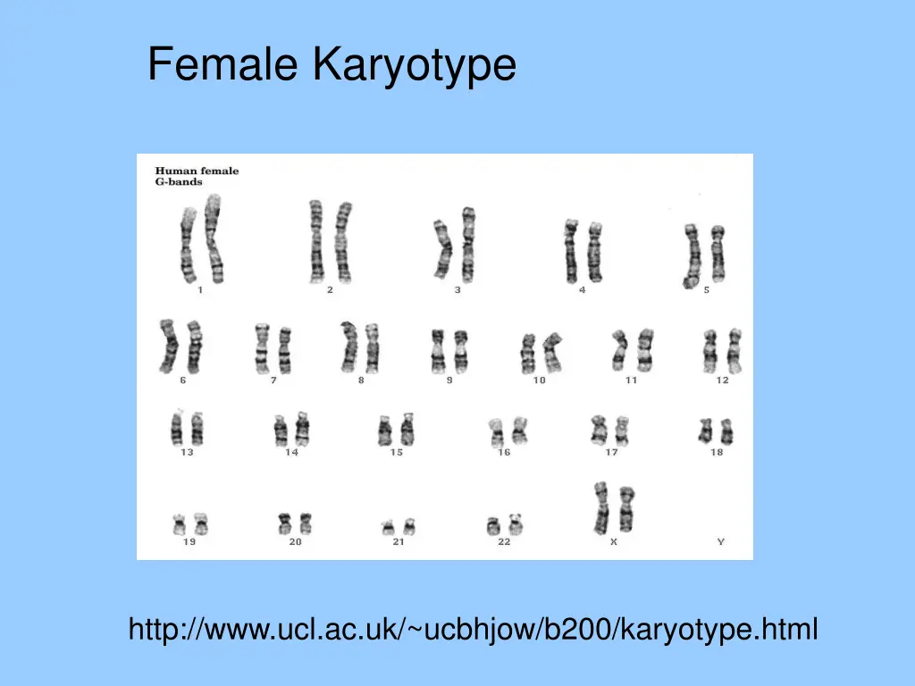 female karyotype