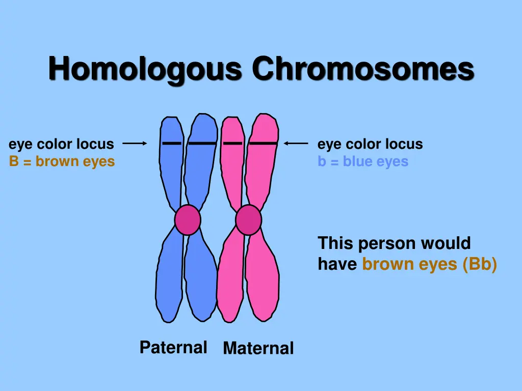 homologous chromosomes