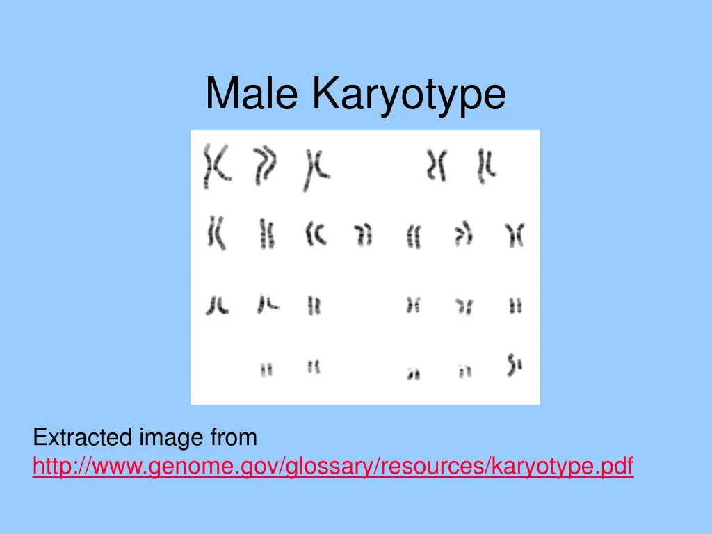 male karyotype