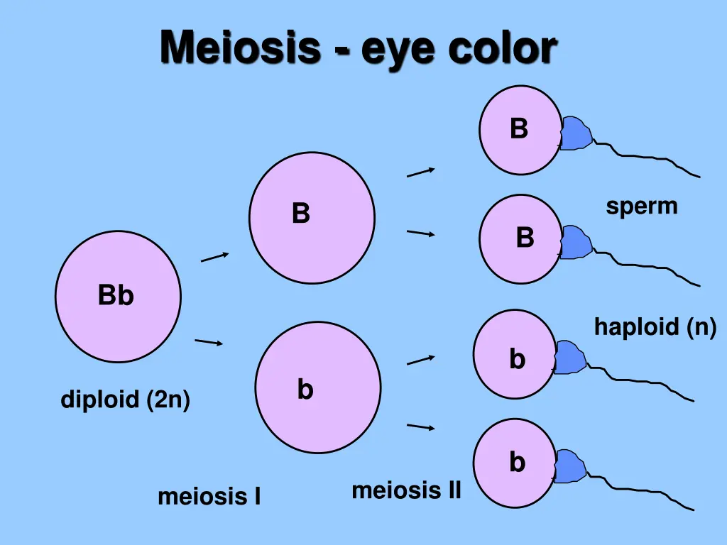 meiosis eye color