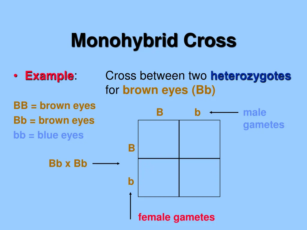 monohybrid cross 1