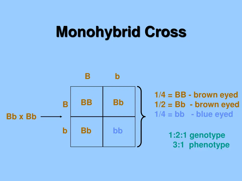 monohybrid cross 2