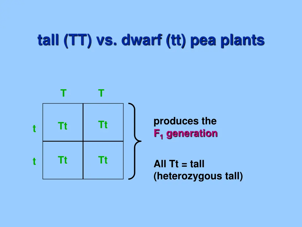 tall tt vs dwarf tt pea plants