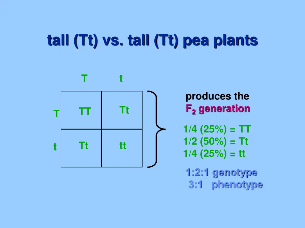 tall tt vs tall tt pea plants