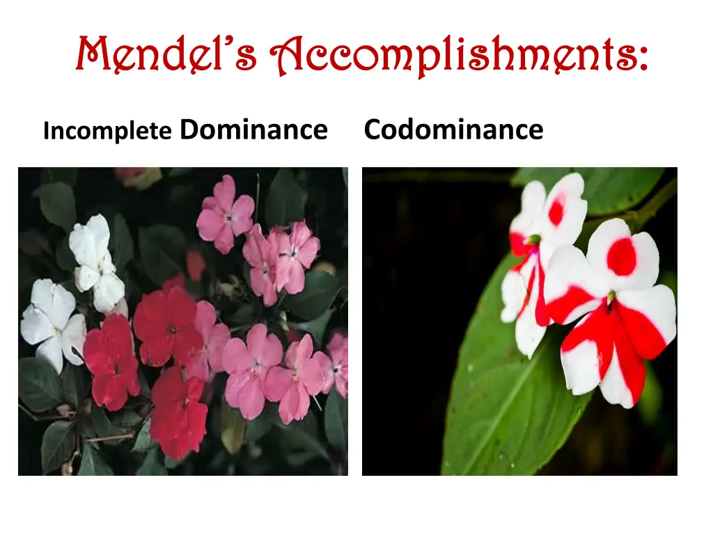 mendel s accomplishments mendel s accomplishments 2