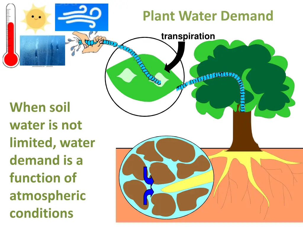 plant water demand