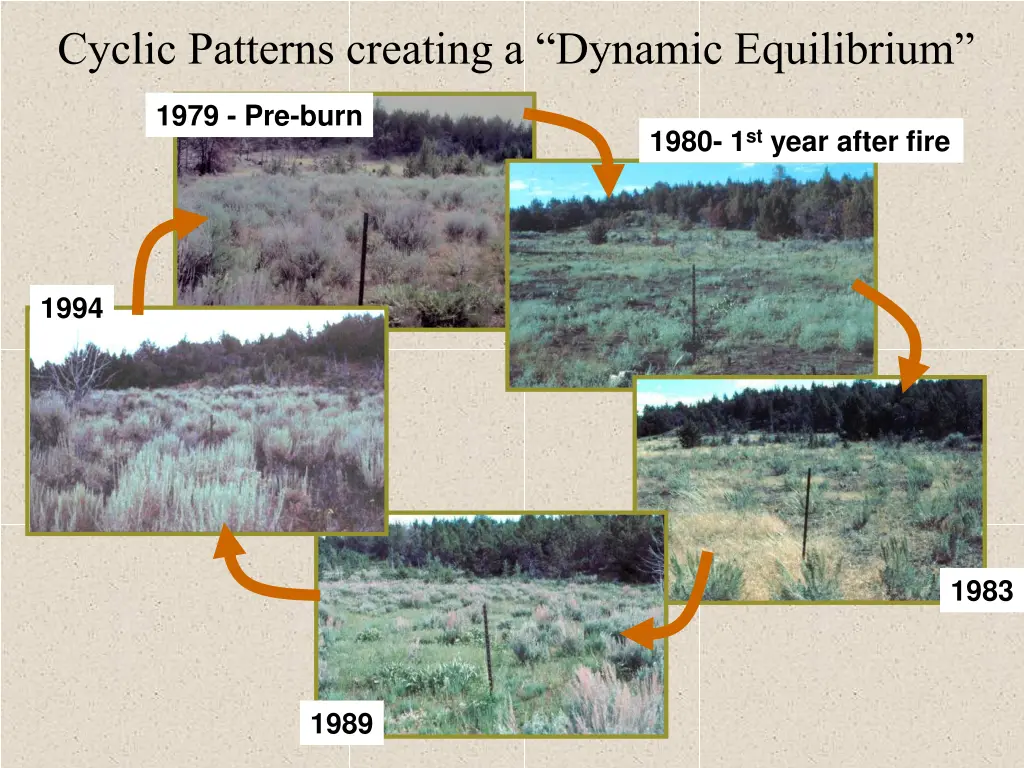 cyclic patterns creating a dynamic equilibrium