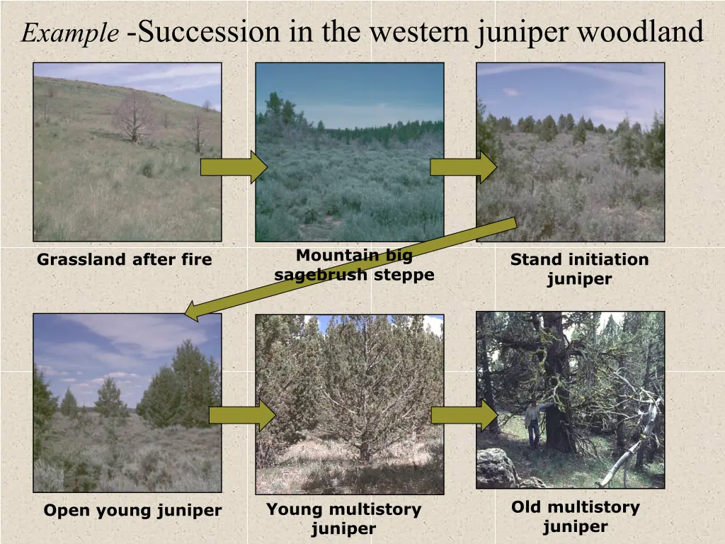 example succession in the western juniper woodland