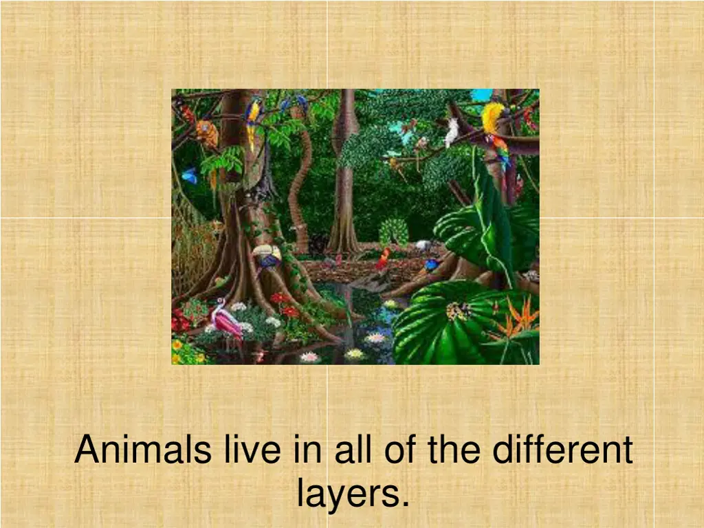 animals live in all of the different layers