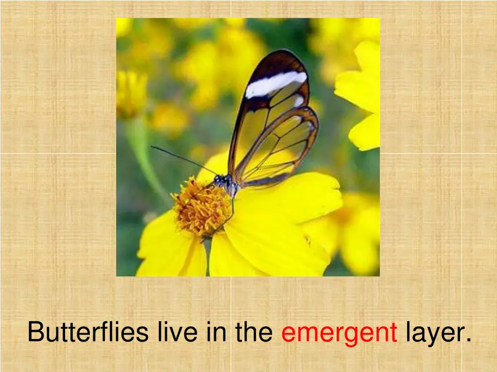 butterflies live in the emergent layer