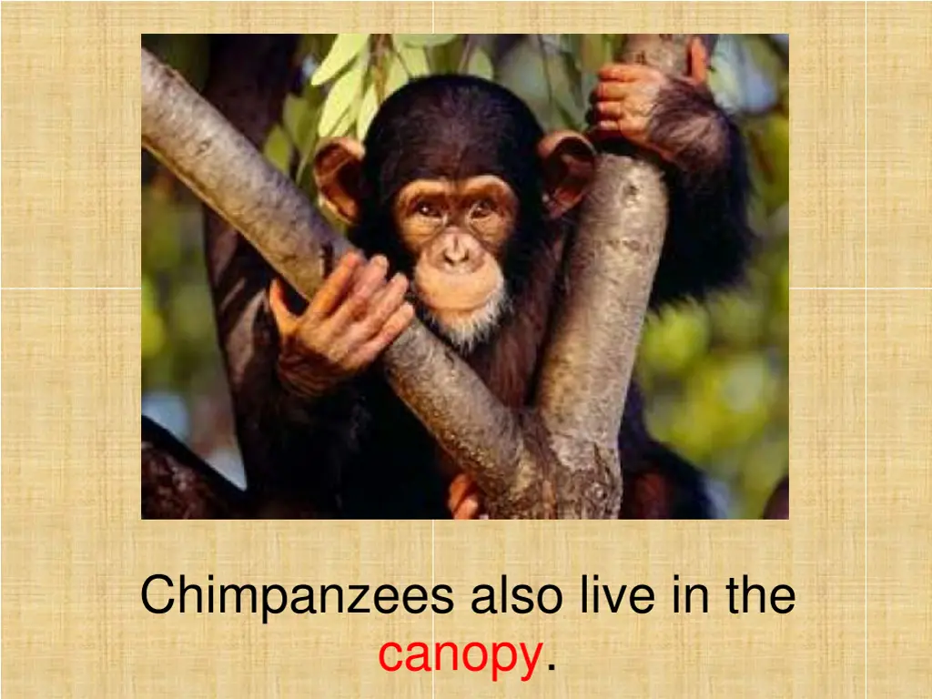 chimpanzees also live in the canopy