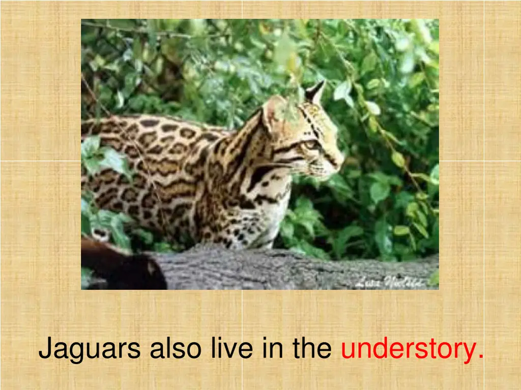 jaguars also live in the understory